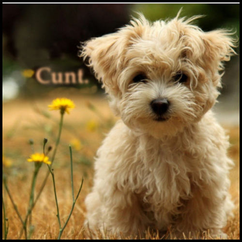 Little Dog Cunt Gift Collection